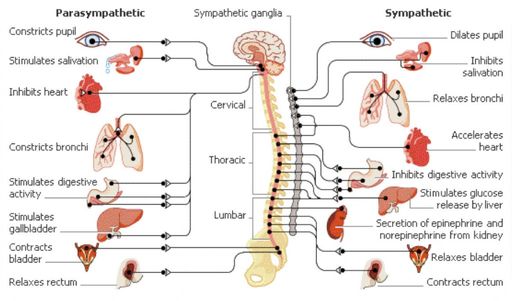 A szívbetegségek és a stressz - Dr. Kopácsi László pszichiáter Győr - győri pszichiáter, depresszió, pánik, alvászavar, pszichológus